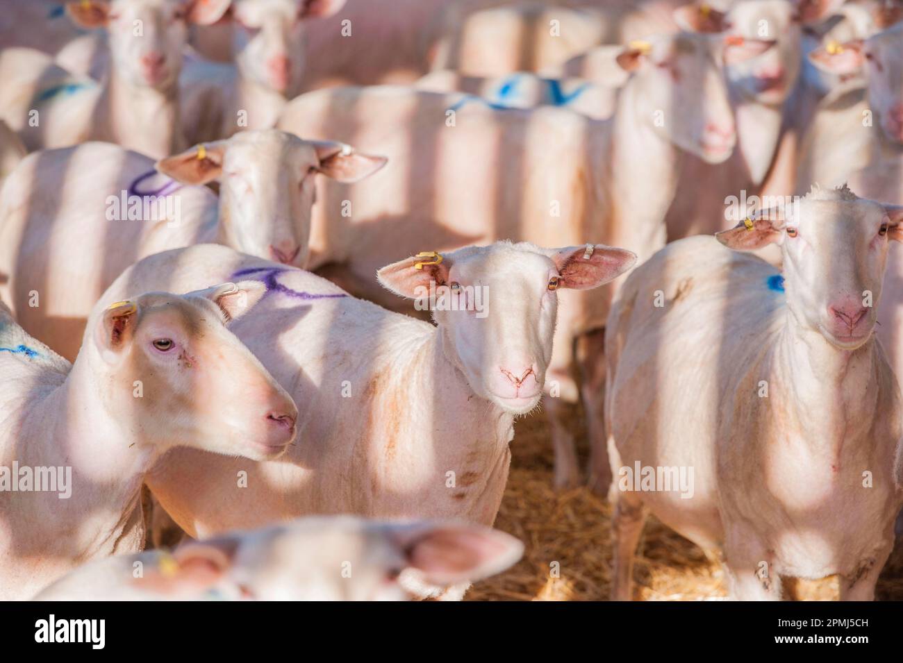 Pecora domestica, pecora di mungitura di Friesland, gregge in piedi in cantiere di paglia, Lancashire, Inghilterra, Regno Unito Foto Stock