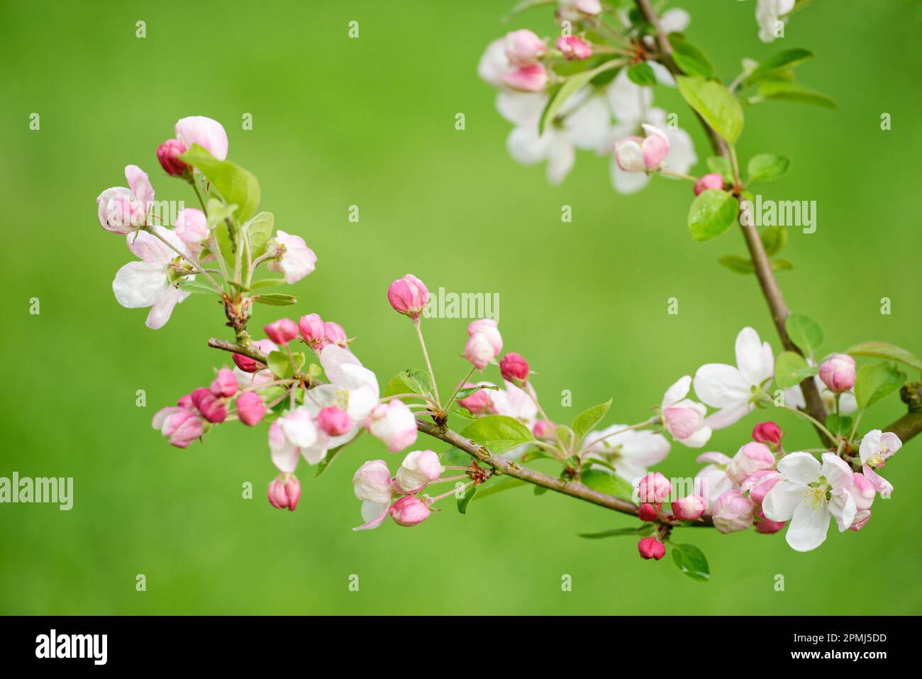 Mela di granchio europea (Malus sylvestris), Germania Foto Stock