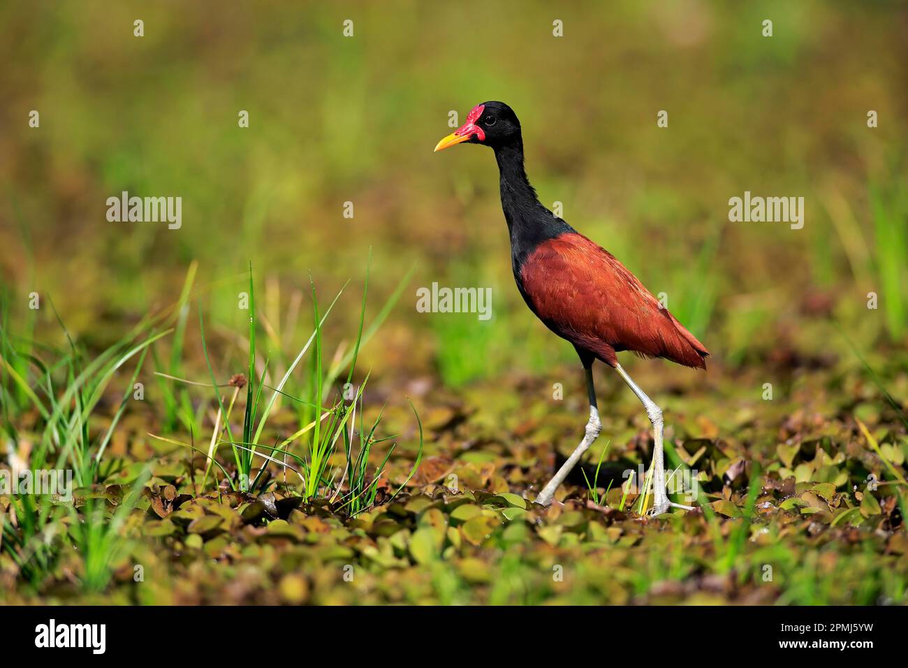 Wattled jacana (Jacana jacana), Adulto rovistando, Pantanal, Mato Grosso, Brasile Foto Stock