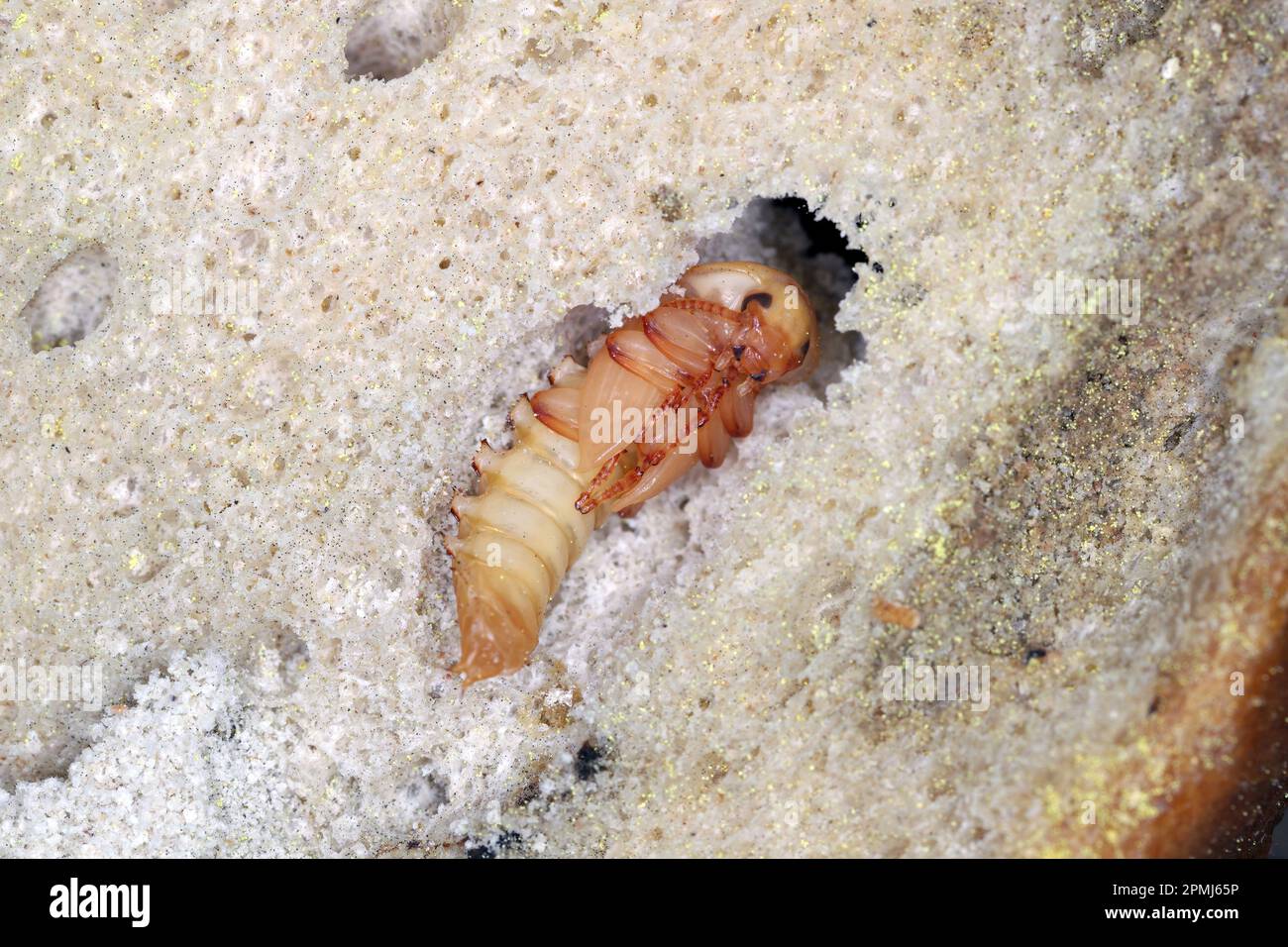 Pupa tenebrio molitor scurita in un pezzo di pane vecchio e asciutto. Foto Stock