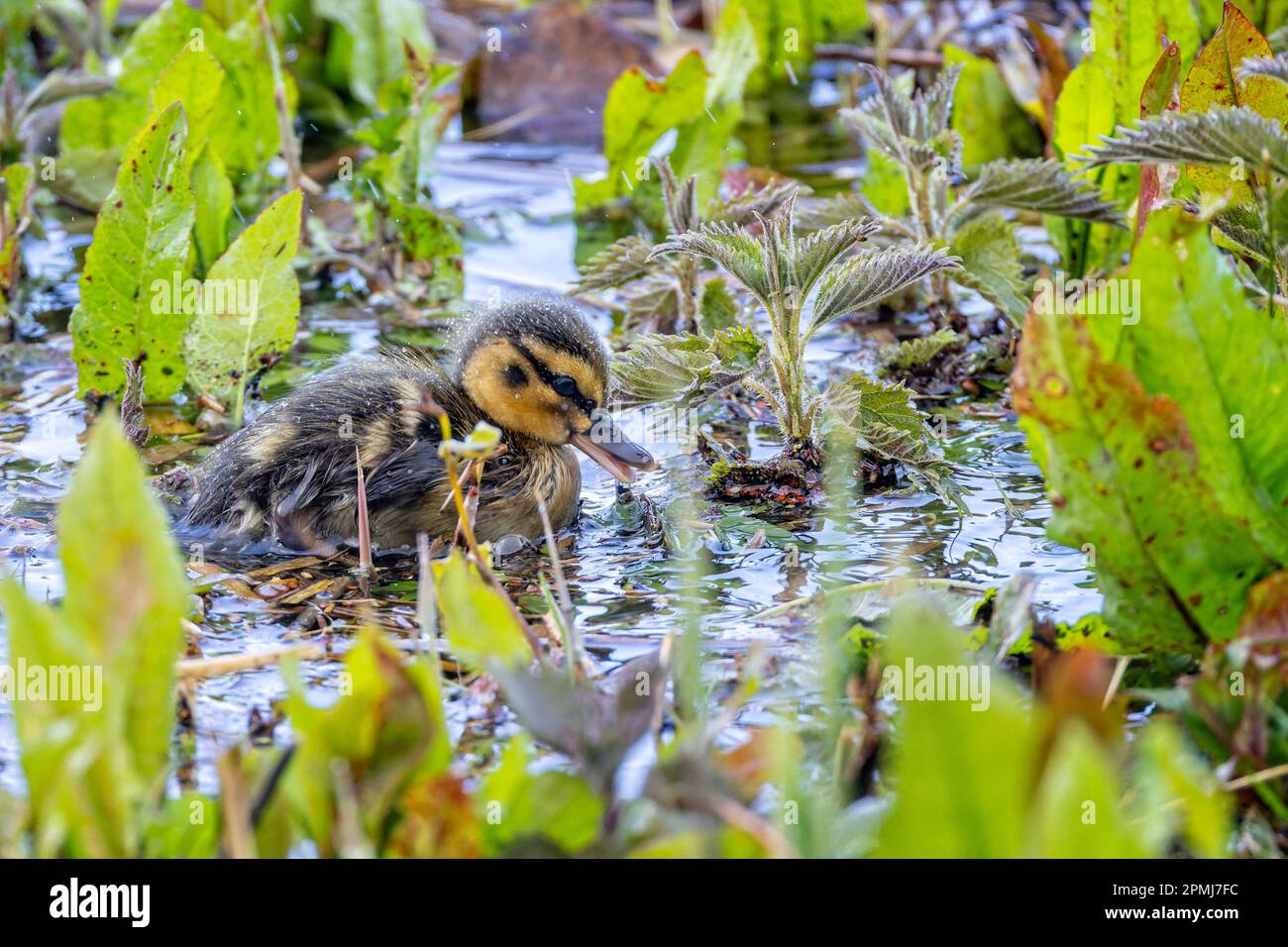 Anatra appena schiusa Mallard bambino in acqua increspata al bordo del lago in pioggia versante Foto Stock