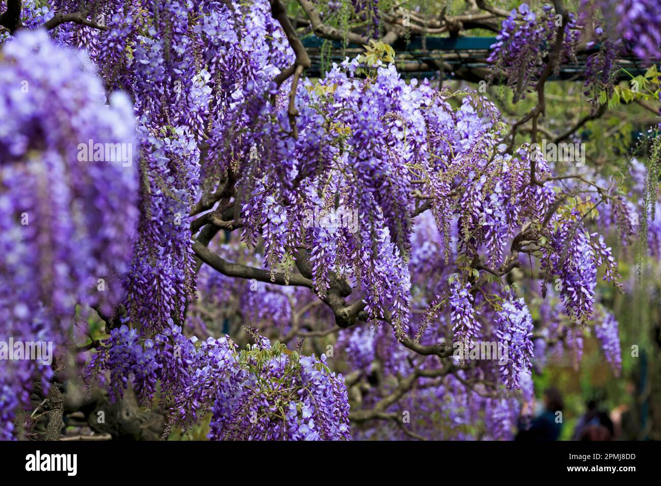 Germania, Baden-Wuerttemberg, Weinheim, Hermannshof, Blauregen (Wisteria sinensis), Glicine, Cistarie, Cisteria (senza rilascio di proprietà) Foto Stock