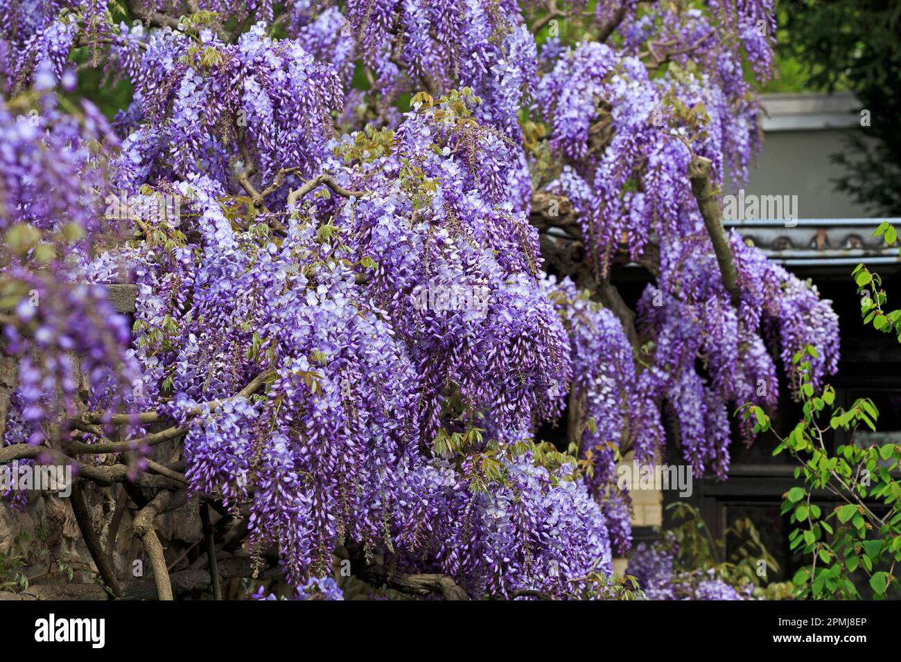 Germania, Baden-Wuerttemberg, Weinheim, Hermannshof, Blauregen (Wisteria sinensis), Glicine, Cistarie, Cisteria (senza rilascio di proprietà) Foto Stock