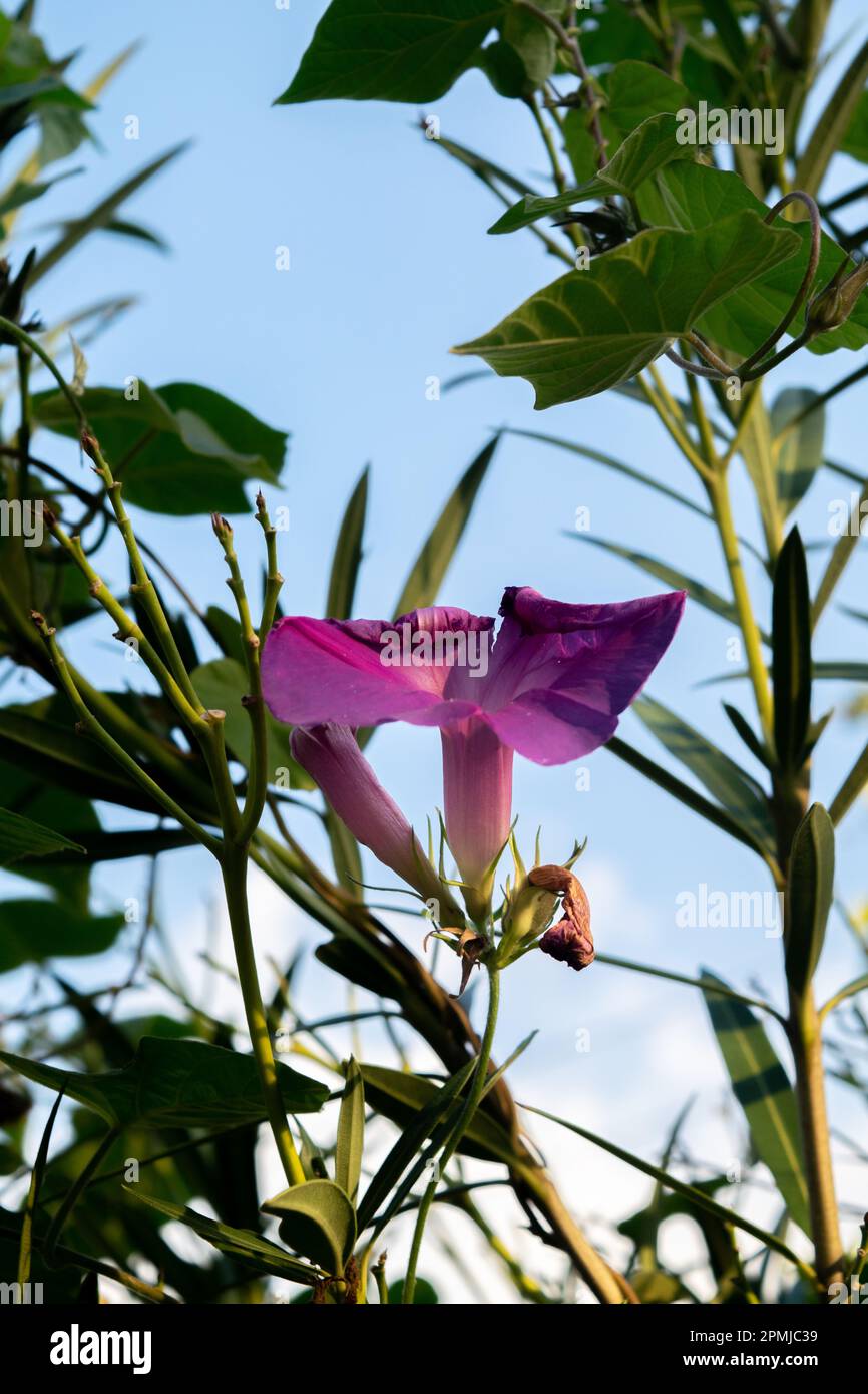 Fiore viola di un Ipomoea Foto Stock