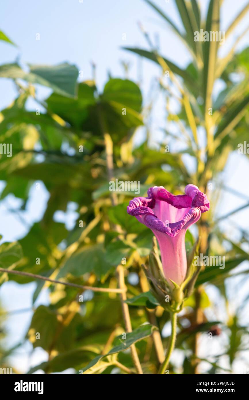 Fiore viola di un Ipomoea Foto Stock