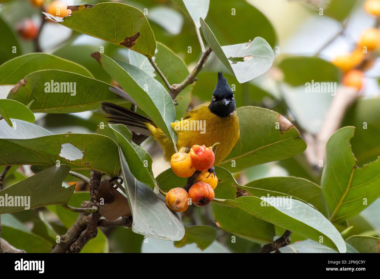 Bulbul nero (Rubigula flaviventris) osservato a Rongtong nel Bengala Occidentale, India Foto Stock