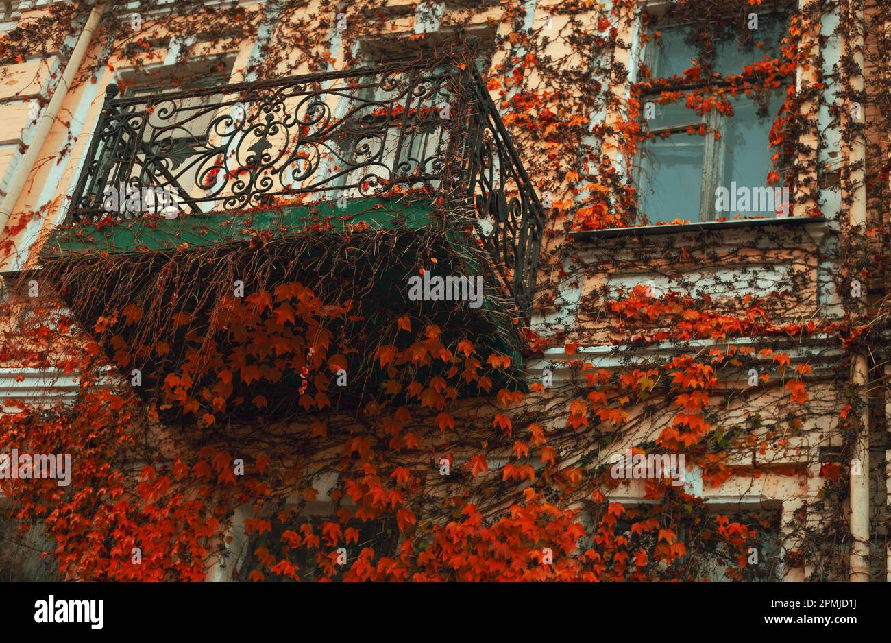 Piccola casa rustica con pareti colorate ricoperte di vigna. Foglie rosse d'autunno. Foto Stock