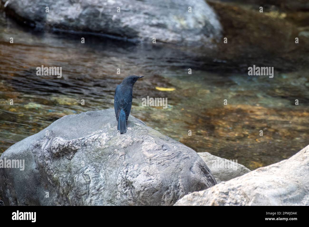 Mughetto di roccia blu (Monticola solitarius) osservato a Rongtong nel Bengala Occidentale, India Foto Stock
