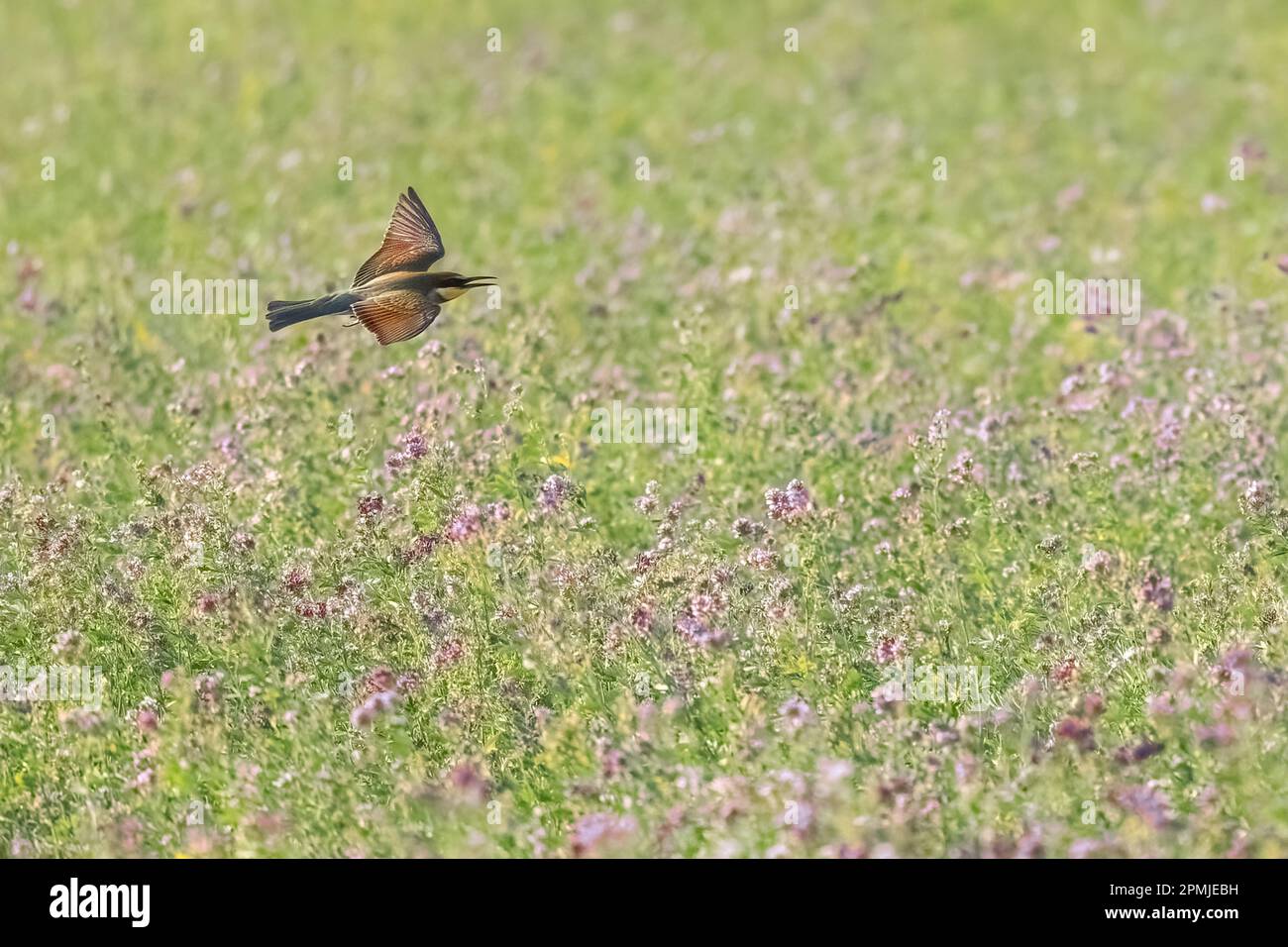Ape-eater europeo o Apiaster Merops colorato piccolo uccello caccia api, ciello primavera Foto Stock