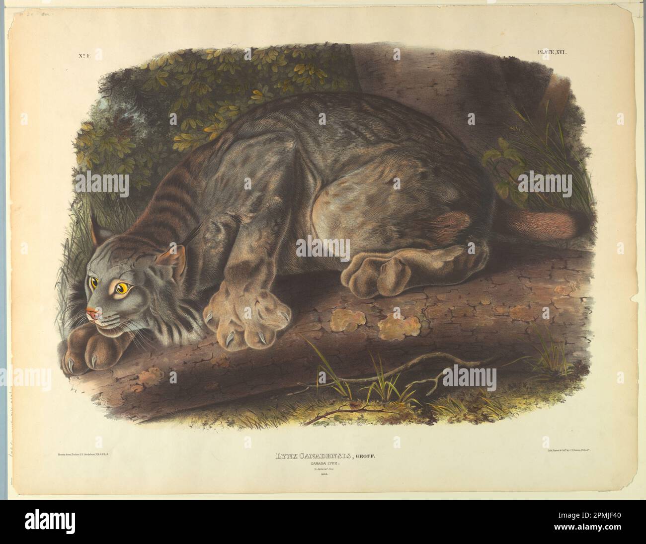 Stampa, Canada Lynx; dopo John James Audubon (1780 – 1851); stampato da J.T. Bowen (americano, 1801 - 1856); USA; litografia colorata a mano su carta con volata; 54 x 69,5 cm (21 1/4 x 27 3/8 pollici) Foto Stock
