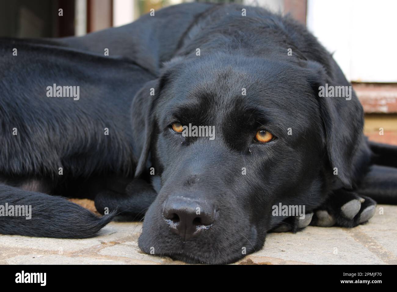 Black Labrador riposa su concrete Step fuori casa sua Foto Stock