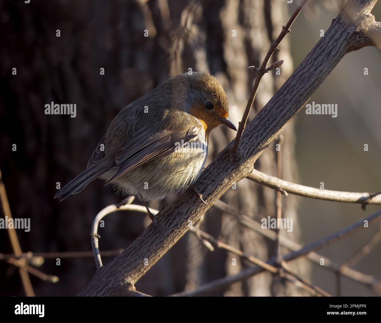 Rapina europea, erithacus rubecula seduta sul ramoscello nel bosco, sole giornate primaverili, nessuna gente. Foto Stock