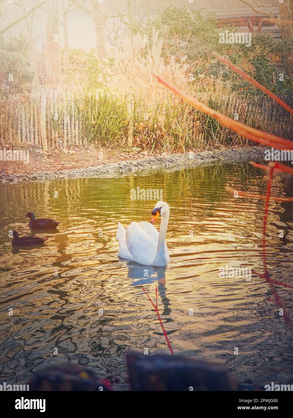 Cigno bianco e anatre selvatiche galleggiano sul lago nel parco nei caldi raggi del tramonto Foto Stock