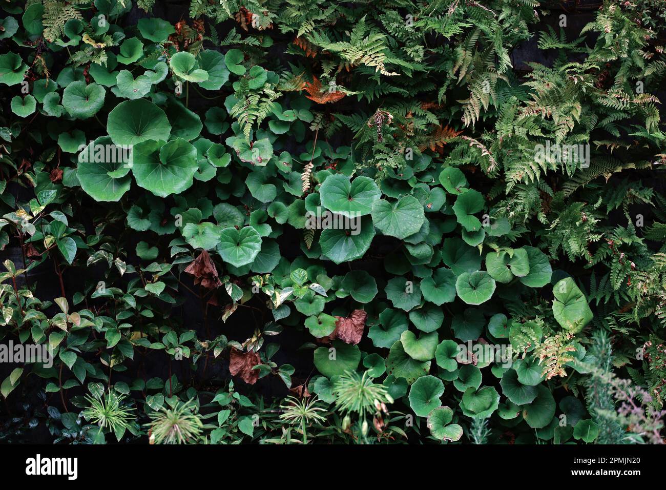 Fotografia della superficie di parete struttura inverdimento colorata con varie piante per materiale di sfondo Foto Stock