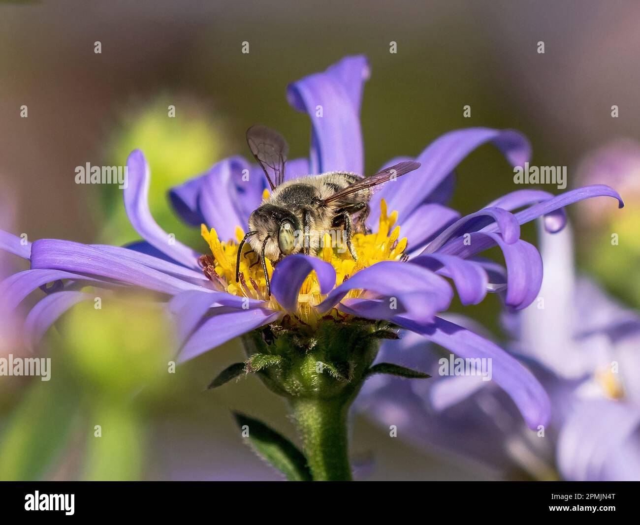 Primo piano di un'ape maschio impollinante un fiore di Astro viola. Foto Stock