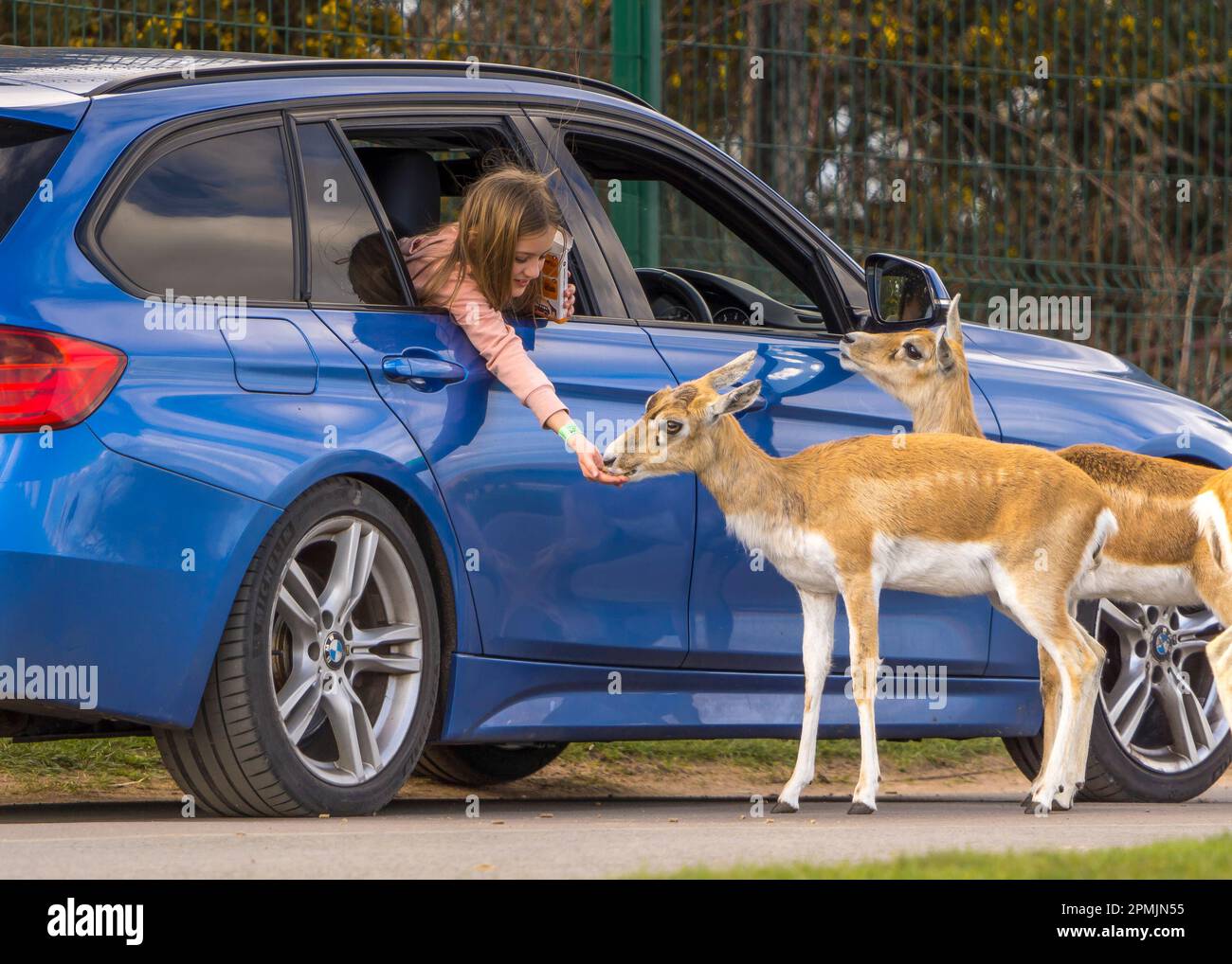 Bewdley, Regno Unito. 13th aprile 2023. Tempo in Gran Bretagna: Abbondanza di sole di primavera caldo e cielo blu. I visitatori del West Midland Safari Park possono godersi il sole di Pasqua e la fauna selvatica esotica, una storia molto diversa rispetto agli ultimi giorni. Credit: Lee Hudson/Alamy Live News Foto Stock