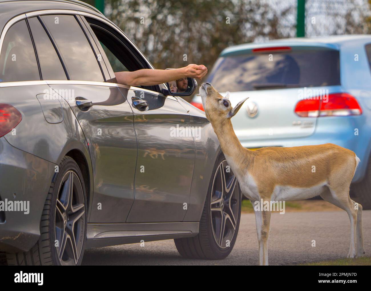 Bewdley, Regno Unito. 13th aprile 2023. Tempo in Gran Bretagna: Abbondanza di sole di primavera caldo e cielo blu. I visitatori del West Midland Safari Park possono godersi il sole di Pasqua e la fauna selvatica esotica, una storia molto diversa rispetto agli ultimi giorni. Credit: Lee Hudson/Alamy Live News Foto Stock