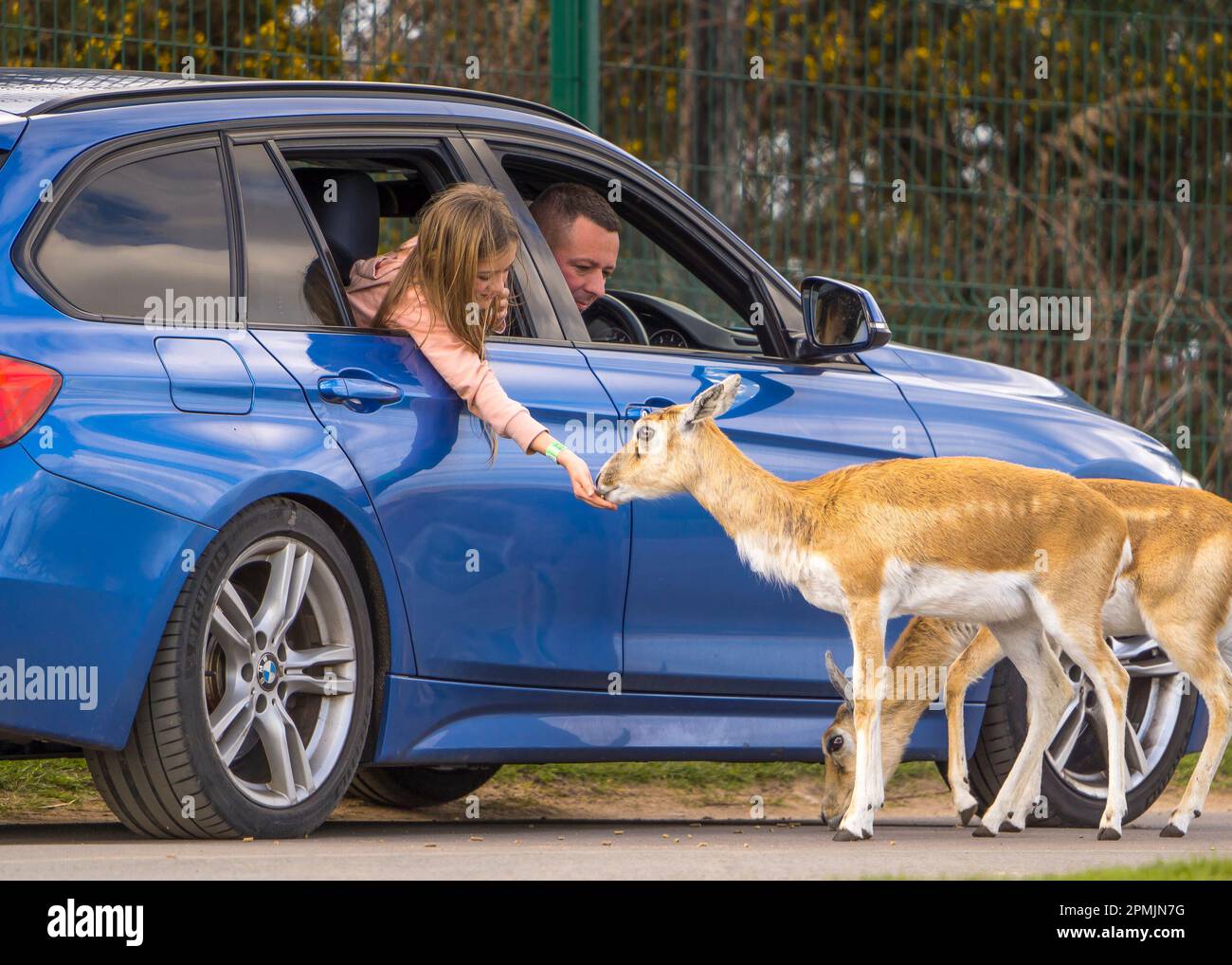 Bewdley, Regno Unito. 13th aprile 2023. Tempo in Gran Bretagna: Abbondanza di sole di primavera caldo e cielo blu. I visitatori del West Midland Safari Park possono godersi il sole di Pasqua e la fauna selvatica esotica, una storia molto diversa rispetto agli ultimi giorni. Credit: Lee Hudson/Alamy Live News Foto Stock