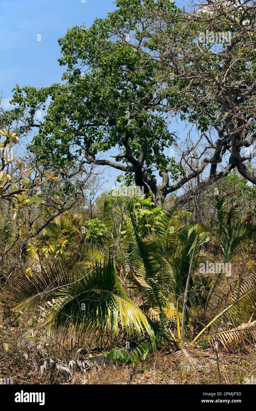 Savana boscosa (chiamata cerrado in Brasile) all'incrocio tra gli stati di Goias, Minas Gerais e Bahia. La palma senza stelo è Attalea geraensis. Il cerrado è un punto caldo di biodiversità. Foto Stock