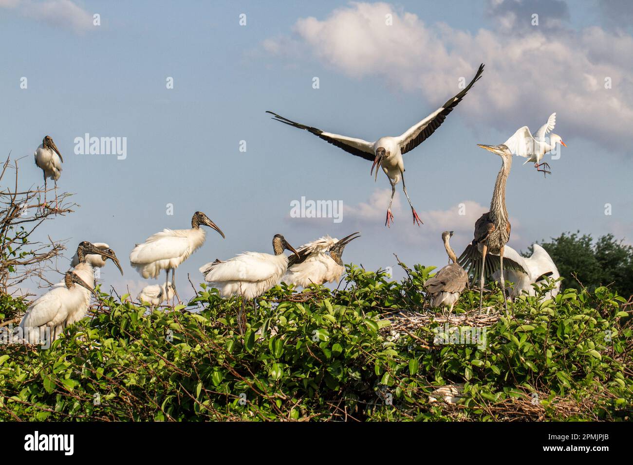 Bird Rookery in Florida con più specie nidificanti insieme. Cicogne di legno e grandi aironi blu fanno interessanti compagni. Foto Stock