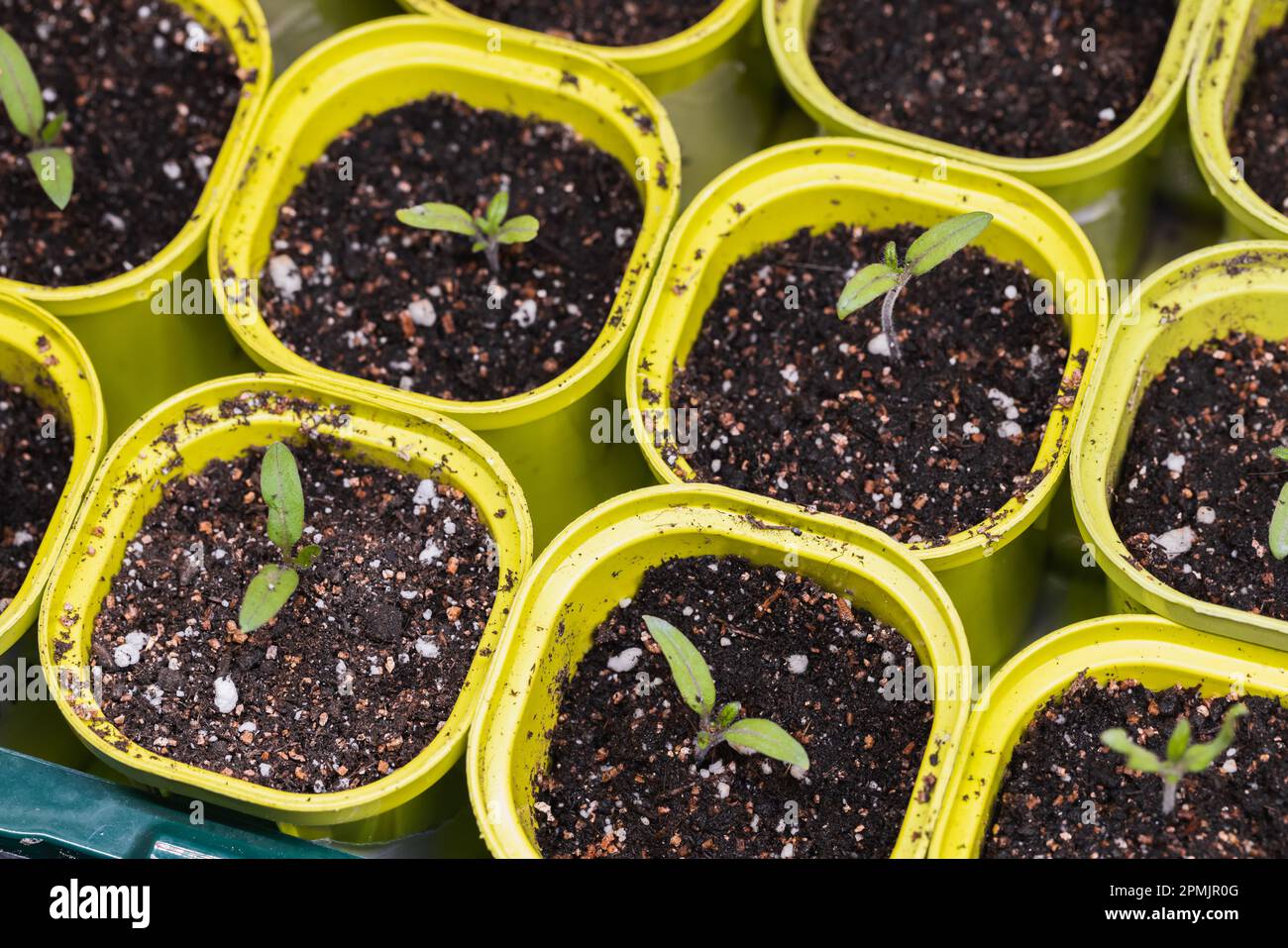 Germogli di semina crescono in vasi di plastica gialla, vista dall'alto Foto Stock