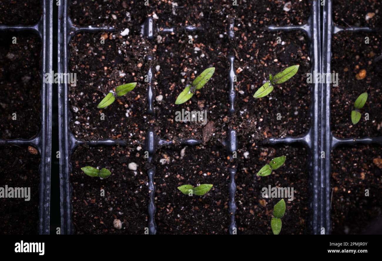 Piccoli germogli verdi crescono in pentole di plastica nera, vista dall'alto Foto Stock