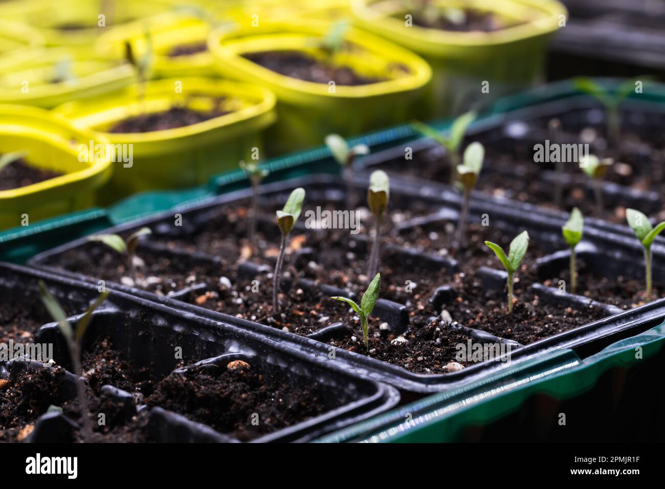 Germogli di semina crescono in pentole di plastica, primo piano foto in interni con messa a fuoco morbida selettiva Foto Stock