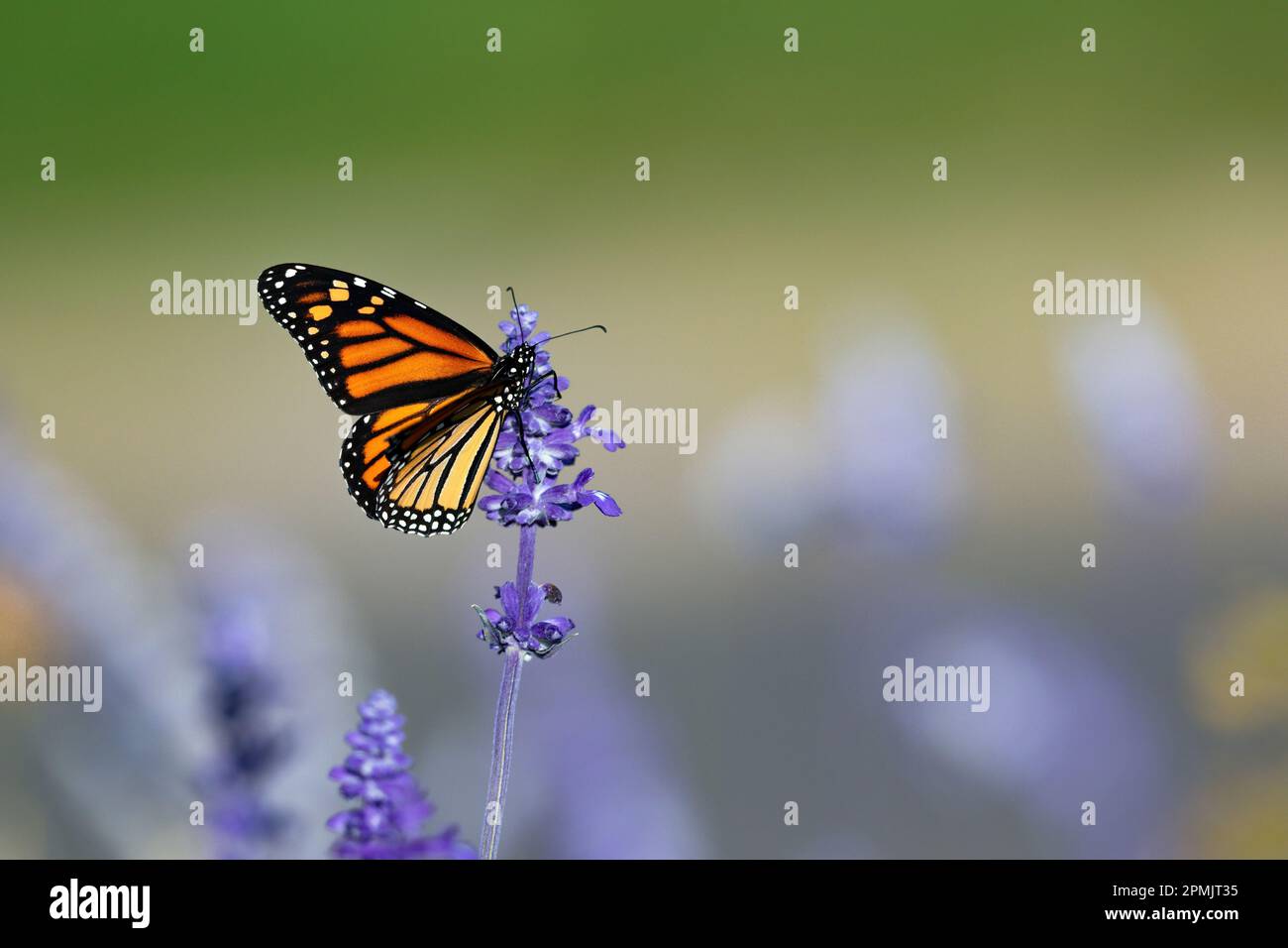 Una farfalla monarca su un alto gambo di Fiore di Lavanda impollinante all'interno di un giardino. Foto Stock