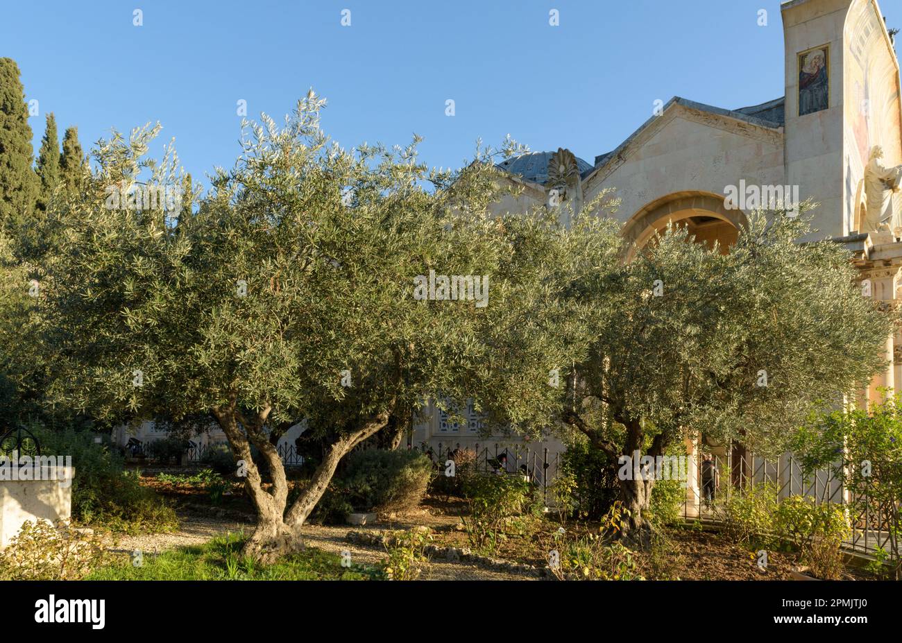 Giardino di Getsemani. Biblico giardino d'ulivo, dove Gesù pregava. Monte degli Ulivi, Gerusalemme, Israele Foto Stock