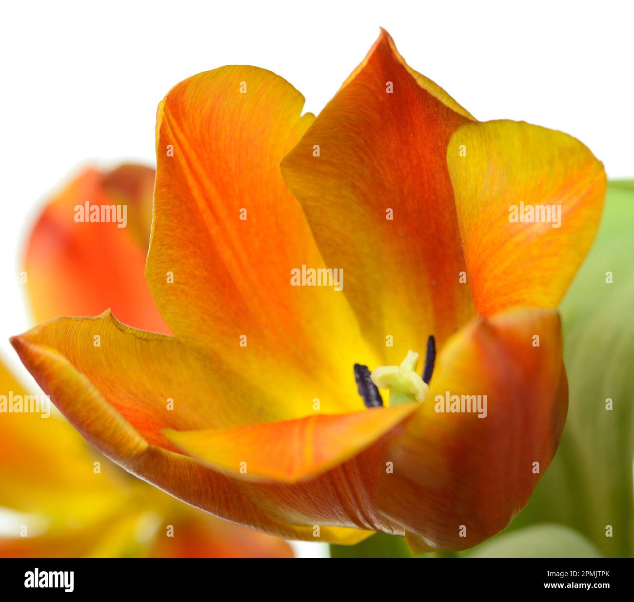 Tulipano giallo, arancione e rosso su sfondo bianco Foto Stock