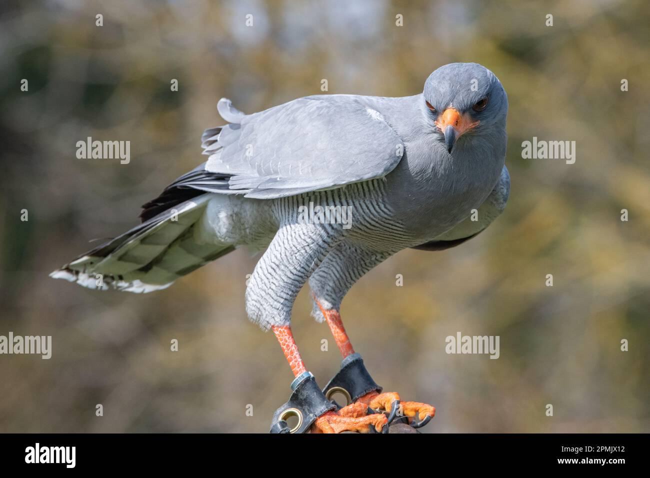 Pallido cantando Goshawk al castello di Leeds, Kent, Inghilterra, Regno Unito Foto Stock