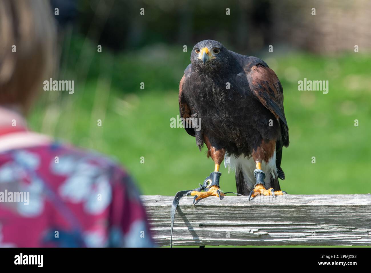 Harris Hawk, Leeds Castle Falconry Centre, Leeds, Kent, Inghilterra, Regno Unito Foto Stock