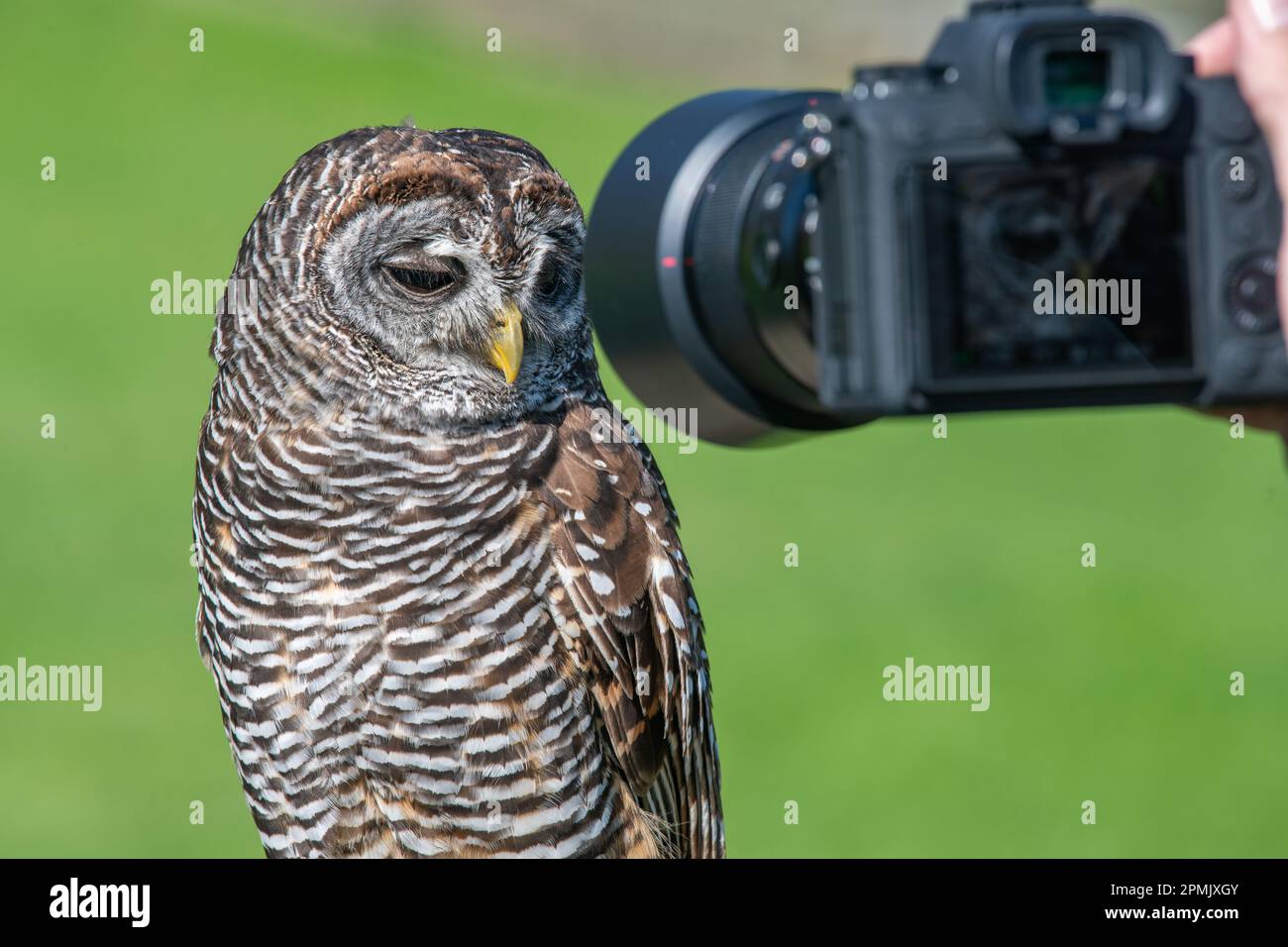 Chaco Owl, Strix chacoensis, Leeds Castle Falconry Centre, Leeds, Kent, Regno Unito Foto Stock