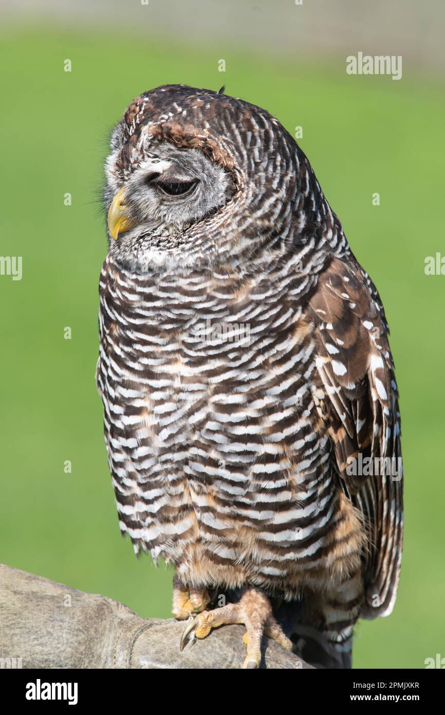 Chaco Owl, Strix chacoensis, Leeds Castle Falconry Centre, Leeds, Kent, Regno Unito Foto Stock