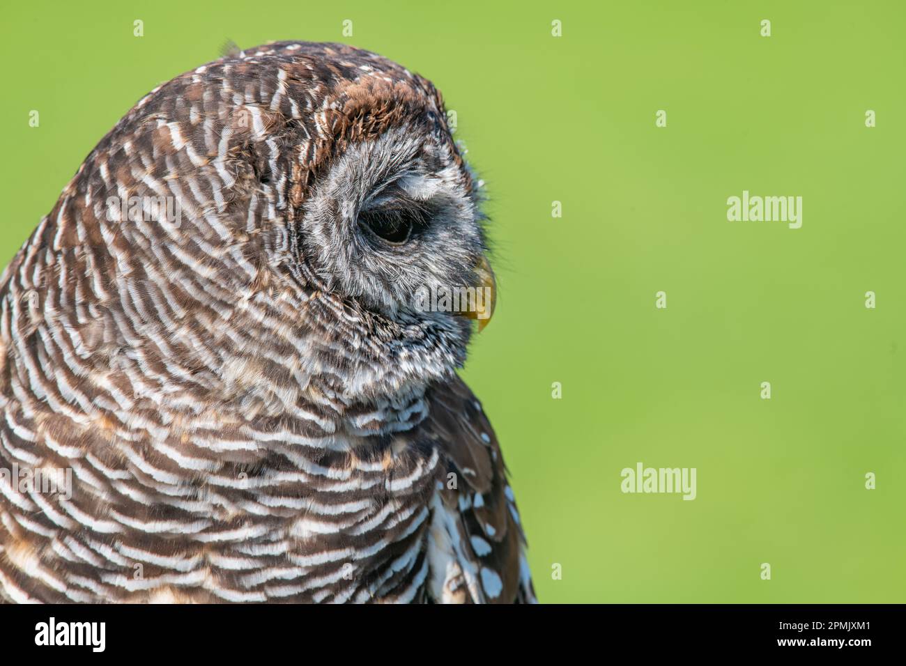 Chaco Owl, Strix chacoensis, Leeds Castle Falconry Centre, Leeds, Kent, Regno Unito Foto Stock