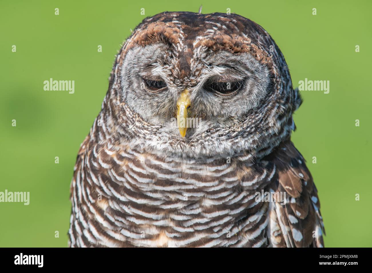 Chaco Owl, Strix chacoensis, Leeds Castle Falconry Centre, Leeds, Kent, Regno Unito Foto Stock