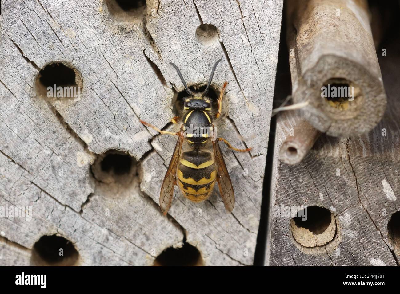 Primo piano naturale su una regina Coimmon carta europea vespa, Vespula vulgaris indagando su un ape-hotel Foto Stock