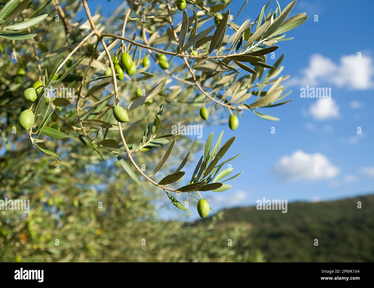 Ramo di un olivo con foglie, Sardegna, Italia. Foto Stock