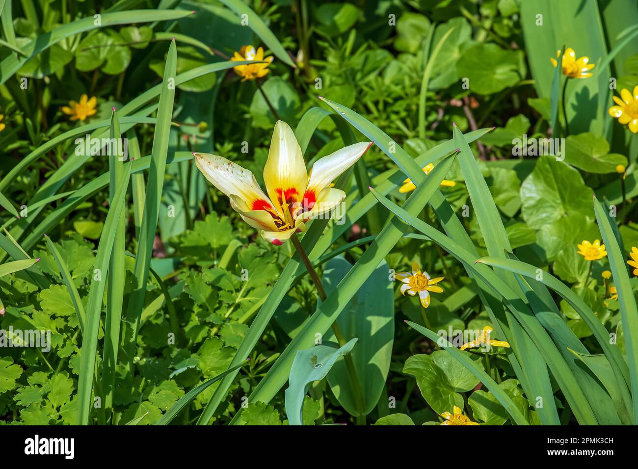 Tulipano giallo e rosso Kaufmanniana Tulipa Giuseppe Verdi fiorisce in un giardino in aprile Foto Stock