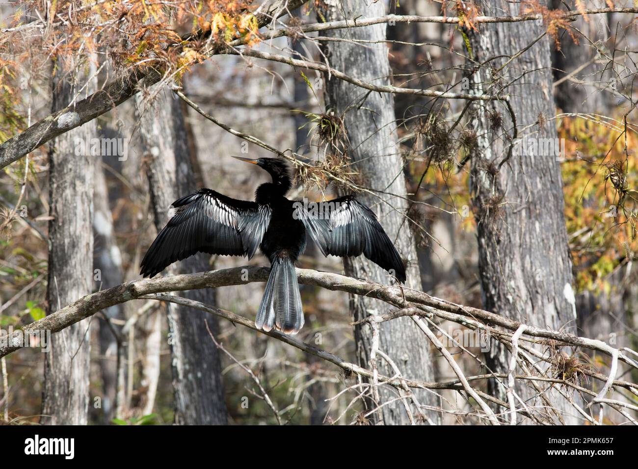 Anhinga anhinga arroccato all'interno della foresta di Big Cypress Preserve. I grigi muti e le foglie calde di Coppery hanno regolato via le piume dell'uccello del dapper a buon effetto Foto Stock
