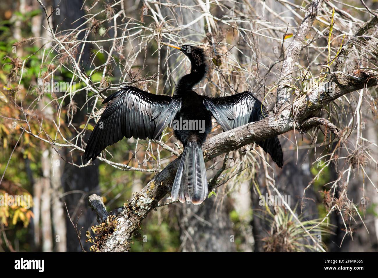 Anhinga anhinga arroccato all'interno della foresta di Big Cypress Preserve. I grigi muti e le foglie calde di Coppery hanno regolato via le piume dell'uccello del dapper a buon effetto Foto Stock