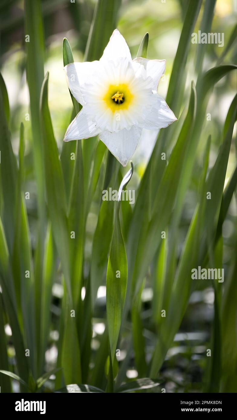 Un solitario daffodil bianco con un centro giallo circondato da lunghe foglie di daffodil in primavera, Lancaster, Pennsylvania Foto Stock