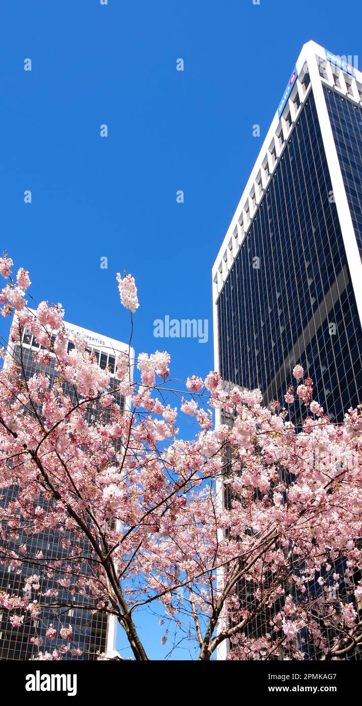 Burrard Station alberi fioriscono in primavera vicino grattacieli e la stazione del grattacielo magnolia fiore di ciliegio sakura bianco e fiori di rosa invulf centro di vedere la vita reale nella grande città Canada Vancouver 2023 Foto Stock