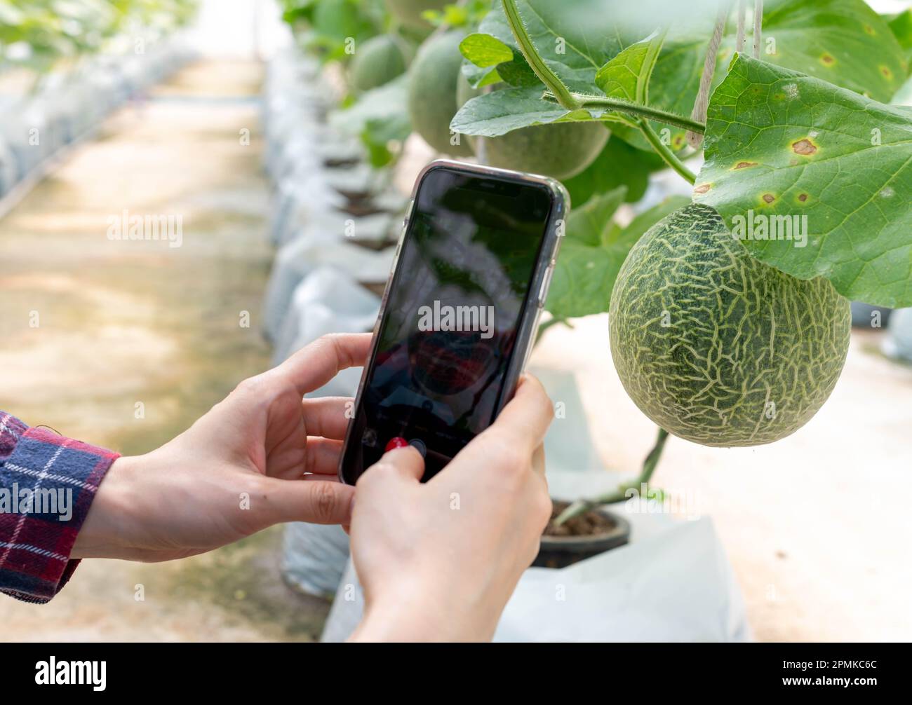 Le mani femminili utilizzano lo smartphone per scattare foto con melone fresco in serra fattoria melone. Foto Stock