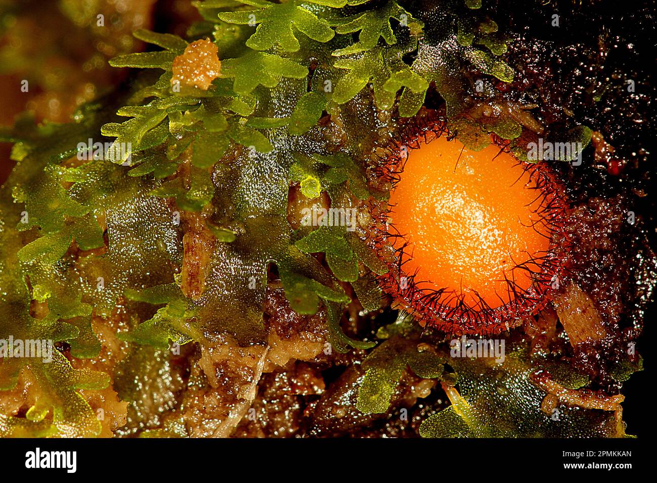 Fungo della tazza di ciglia (Scutellinia sp.) Foto Stock