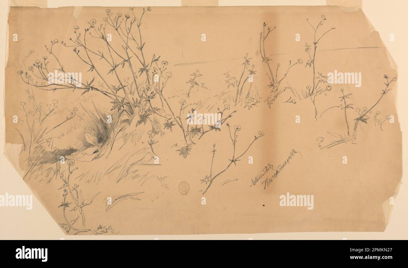 Disegno, Studio della natura; Walter Shirlaw (americano, b. Scozia, 1838–1909); USA; grafite su carta; 30 x 52 cm (11 13/16 x 20 1/2 pollici) Foto Stock