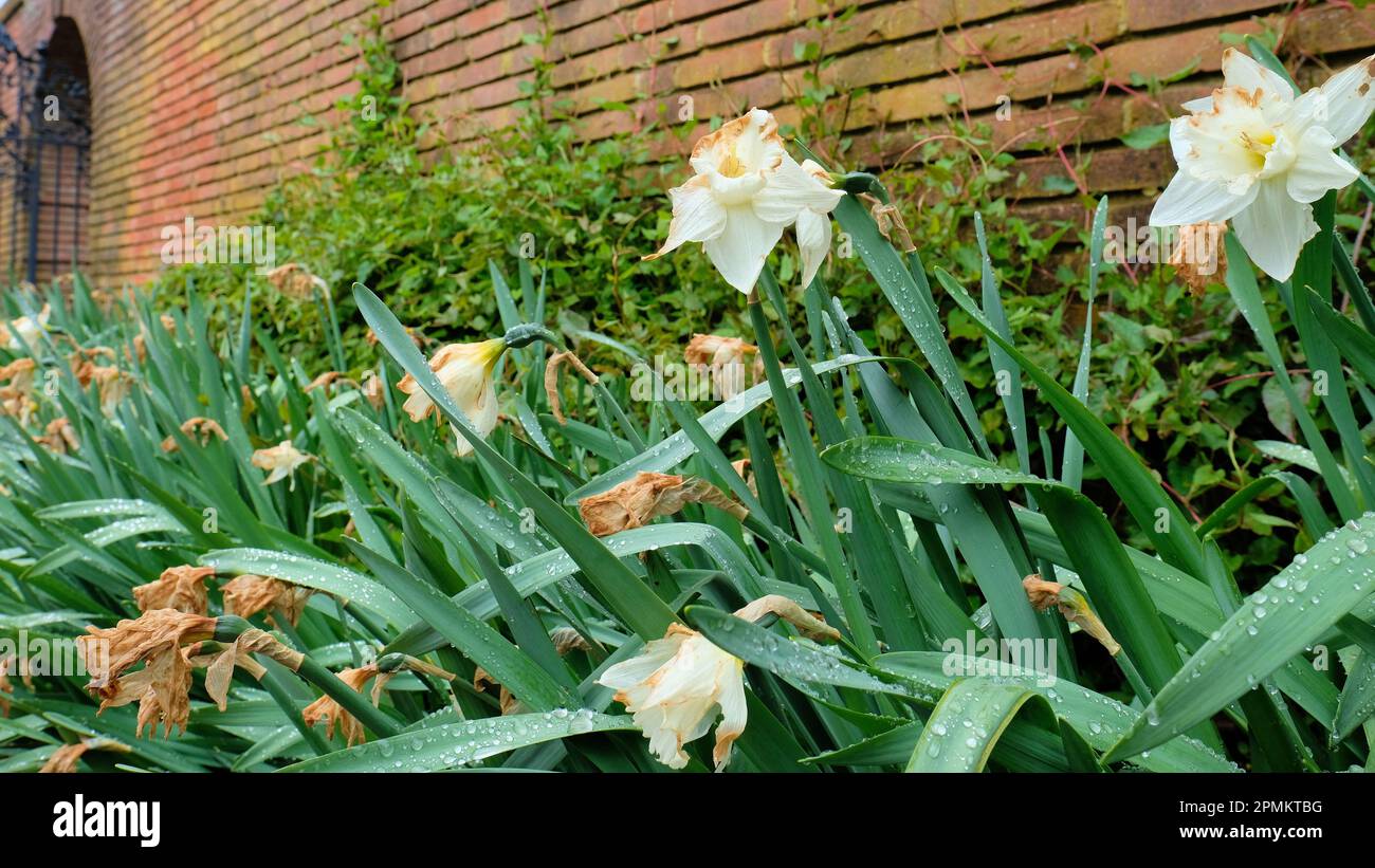 Daffodil bianco Narcissus fiori fiorire con rugiada o gocce d'acqua su foglie e petali dopo pioggia, irrigazione, o annaffiamento; petali decadenti. Foto Stock
