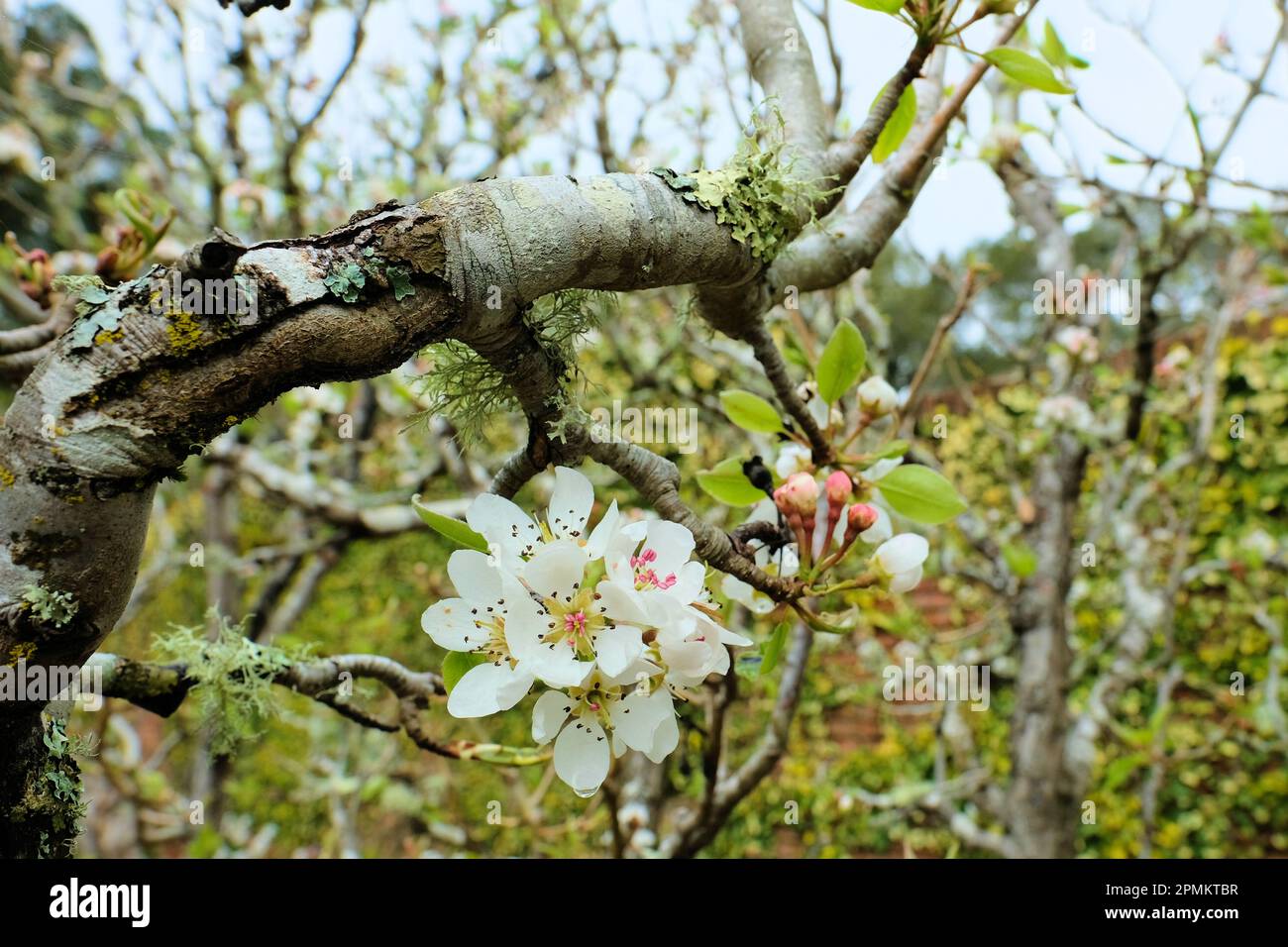 Primavera fiore bianco e germogli su un albero di pere varietà Seckel, parte della famiglia Pyrus communis pera. Foto Stock