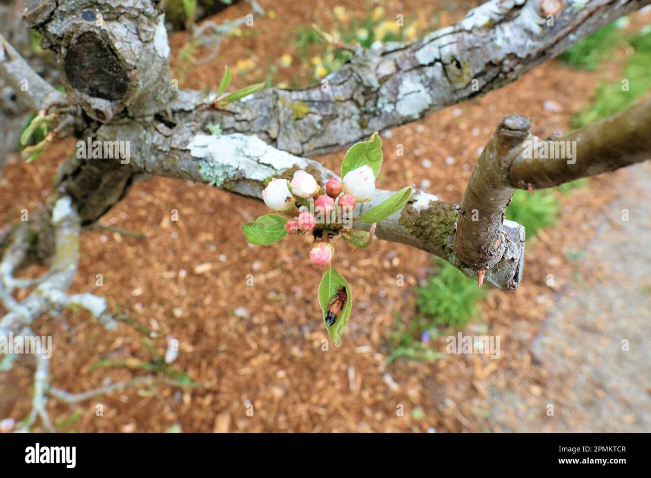 Primavera fiore bianco e germogli su un albero di pere varietà Seckel, parte della famiglia Pyrus communis pera. Foto Stock