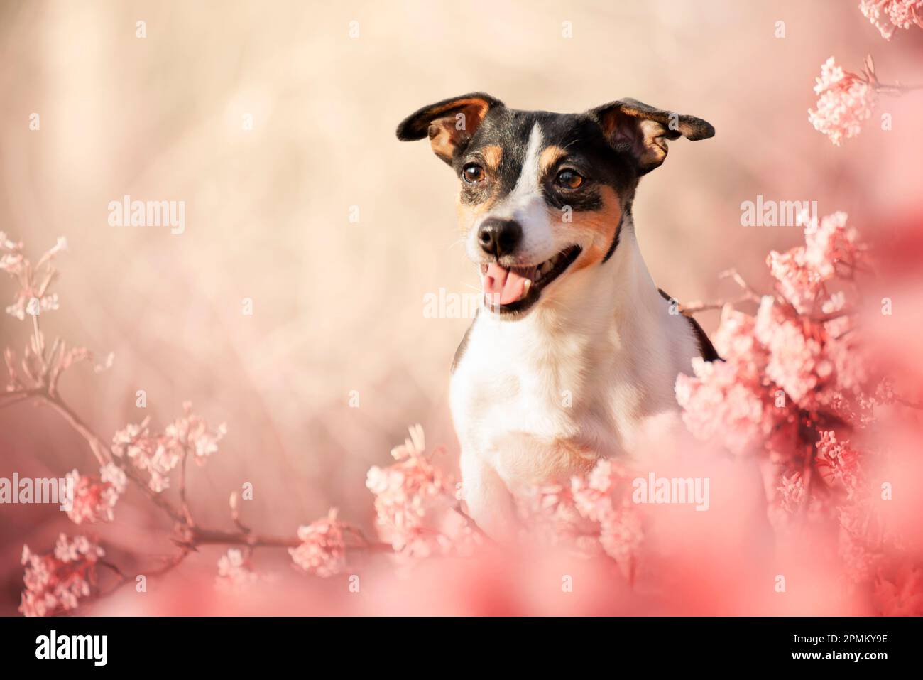 Ritratto primaverile di un cane in fiori rosa. La primavera è il periodo più bello. Un cane è il migliore amico di un uomo. Foto Stock
